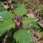 Chenopodium giganteum পাতা