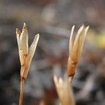 Zameioscirpus muticus Frukt