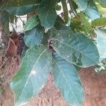 Holarrhena pubescens Hoja