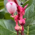 Gaultheria shallon Цветок