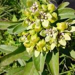 Asclepias viridisFlower