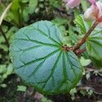 Begonia fischeri Агульны выгляд