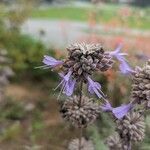 Salvia leucophylla Blüte