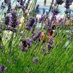 Lavandula × intermedia Flower