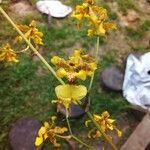 Oncidium baueri Cvet