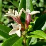 Daphne tangutica Flower