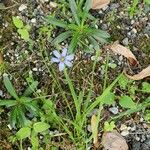 Sisyrinchium montanum Λουλούδι