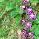 Epipactis atrorubens Flower