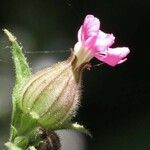Silene conica Fleur