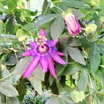 Passiflora amethystina Habit