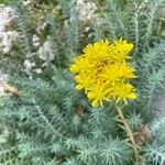 Petrosedum rupestre Flor