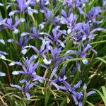 Iris sintenisii Flower