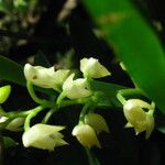 Polystachya obanensis Flower
