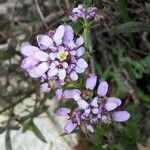 Iberis linifolia Flower