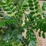 Sophora tomentosa Φύλλο