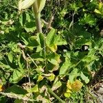 Angelica lucida Fuelha