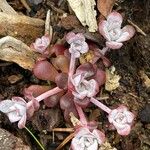 Sedum spathulifolium Fuelha
