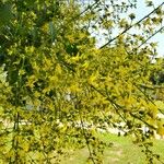 Koelreuteria paniculata Цвят