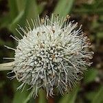 Eryngium yuccifolium Květ