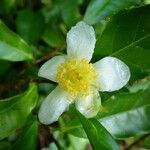 Camellia sinensis Virág