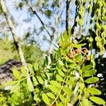 Sophora microphylla Hoja