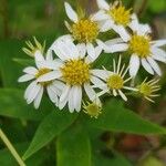 Doellingeria umbellata Flor