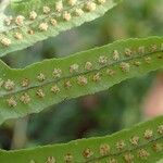 Polypodium interjectum ഫലം