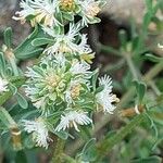 Sesamoides pygmaea Kwiat
