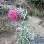 Cirsium occidentale List