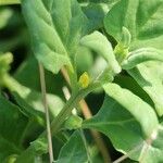 Tetragonia tetragonoides Flower