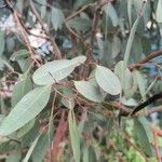 Eucalyptus polyanthemos Лист