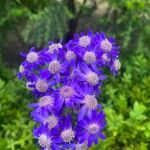 Pericallis cruenta Flower