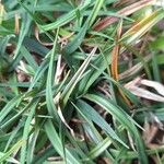 Carex firma Leaf