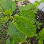 Hydrangea arborescens Blatt