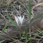 Crocus reticulatus 花