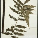 Cyathea cyatheoides Folla