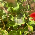 Pelargonium zonale Blad