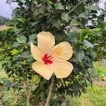 Hibiscus ovalifoliusFleur