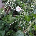 Mirabilis longiflora Cvet