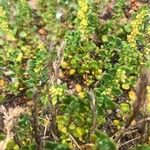 Herniaria ciliolata Likasa