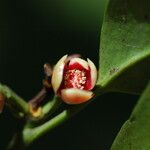 Garcinia pedicellata Fiore