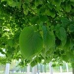 Tilia americana ഇല