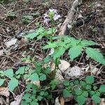 Cardamine chelidonia 形態