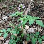 Cardamine chelidonia Costuma