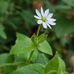 Stellaria aquatica ᱵᱟᱦᱟ