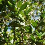 Pimenta dioica Fruit