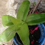 Tradescantia ambigua Blad