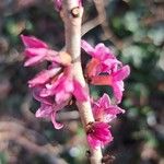 Daphne mezereum Flower