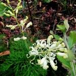 Lomatia silaifoliaFlower