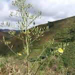 Lactuca indica Hábito